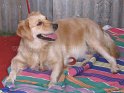 Mannuthy-Thrissur-Dog-Show-2011 (39)